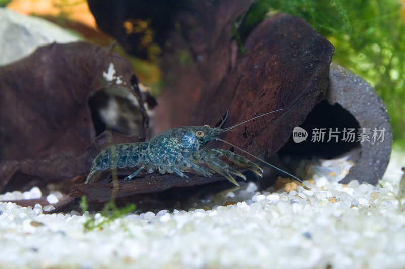 蓝色佛罗里达小龙虾(Procambarus Alleni)宝宝